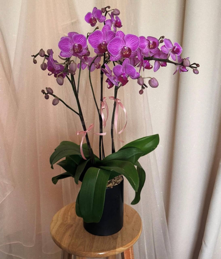 Purple Orchids