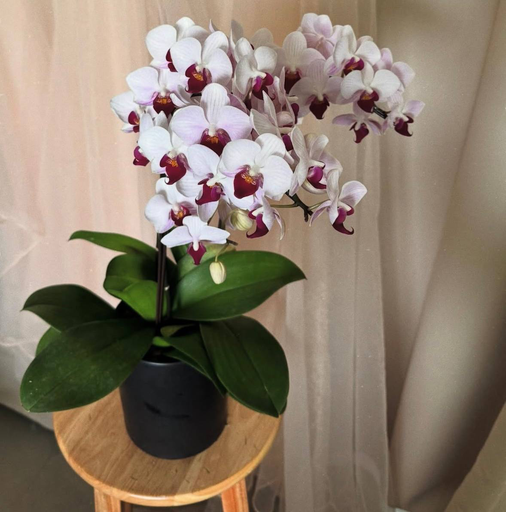 White Orchids